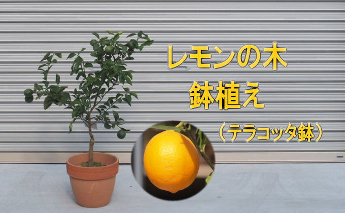 レモンの木鉢植え（テラコッタ30cm）【配送不可：北海道・沖縄・離島】