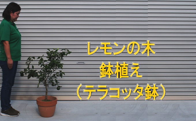 レモンの木鉢植え（テラコッタ30cm）【配送不可：北海道・沖縄・離島】|JALふるさと納税|JALのマイルがたまるふるさと納税サイト