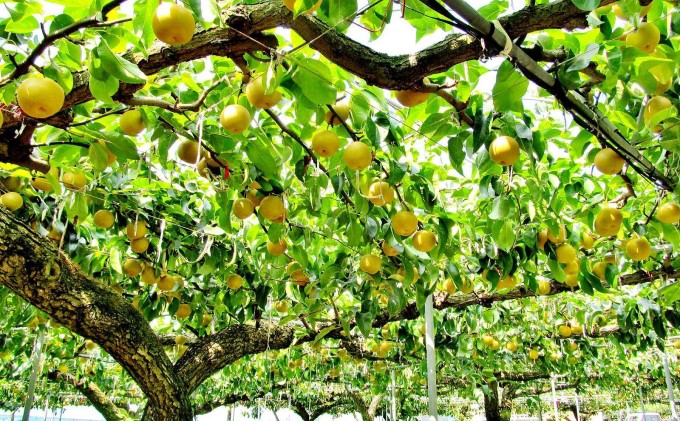 梚 æåç£ æ¬ã®æ¢š çŽ10kg æèŸ²å é
éäžå¯ é¢å³¶ ãã· æç© ãã«ãŒã æžèŸ²è¬æ œå¹