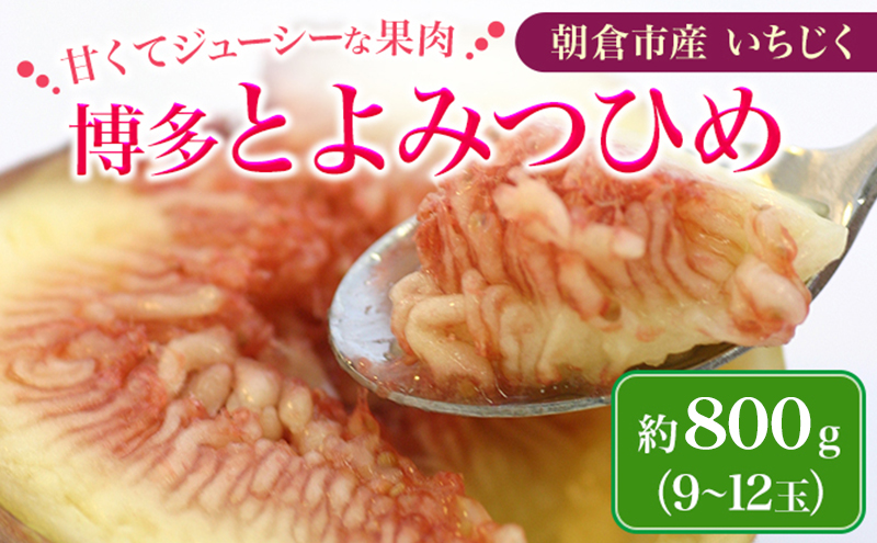 いちじく フルーツ とよみつひめ 約800g 2026年 発送 博多 加温 プレミアムいちじく 果物 くだもの デザート 筑前あさくら農協 配送不可 離島