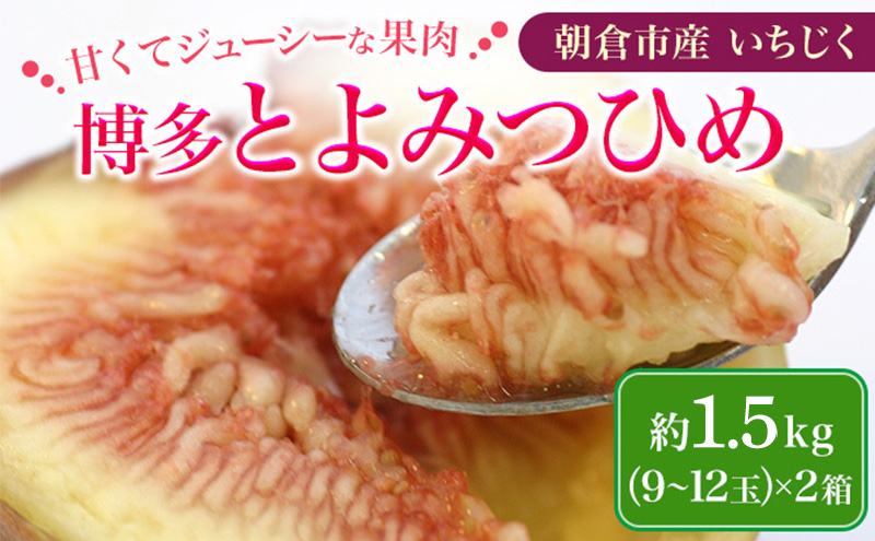 いちじく 2025年発送 博多 とよみつひめ 1.5kg 柔らかな食感 最高レベルの糖度 あふれる果汁 筑前あさくら農協 配送不可 離島※オンライン決済