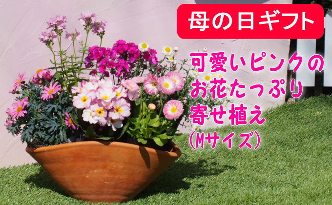 母の日 ギフト 可愛いピンクのお花たっぷりの 寄せ植え 舟形mサイズ 1個 オンライン決済限定 Jalふるさと納税 Jalのマイルがたまるふるさと納税サイト