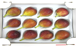 いちじく 2024年発送 博多 とよみつひめ 1.8kg 柔らかな食感 最高レベルの糖度 あふれる果汁 筑前あさくら農協 配送不可 離島※オンライン決済