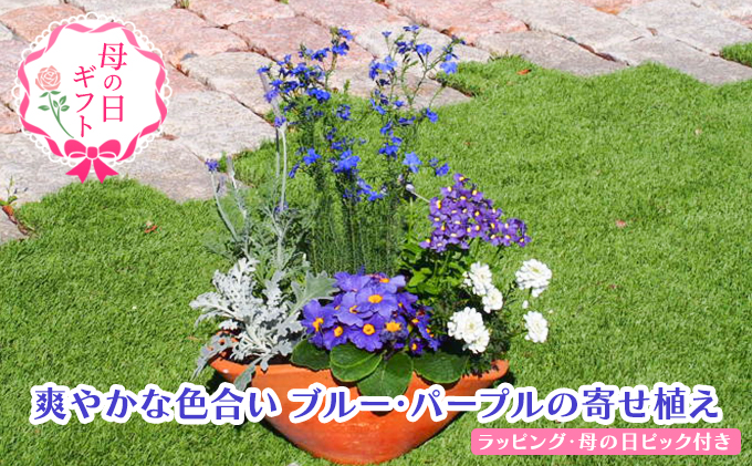 【母の日 ギフト】ブルー・パープルの 寄せ植え（舟形Mサイズ）1個（オンライン決済限定） 植物