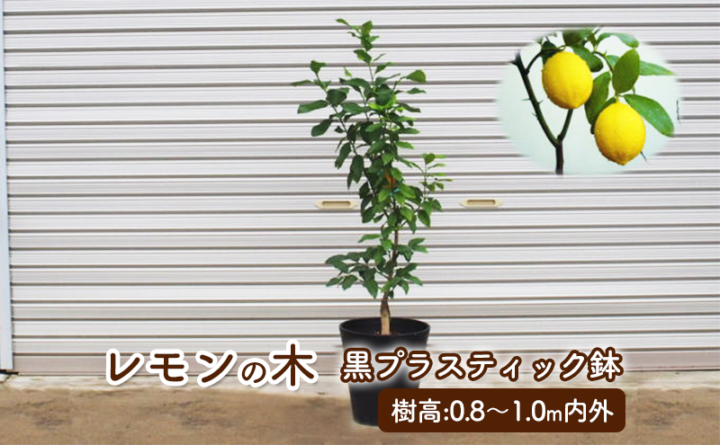 苗木 鉢植え レモンの木 黒プラスティック鉢 直径27cm 植物 ガーデン インテリア ※配送不可:北海道、沖縄、離島 