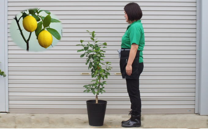 苗木 鉢植え レモンの木 黒プラスティック鉢 直径27cm 植物 ガーデン インテリア ※配送不可:北海道、沖縄、離島