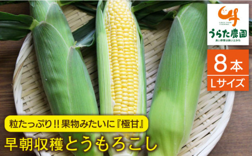 果物 みたいに 極甘 ！ 早朝 収穫 とうもろこし Lサイズ (300g)× 8本 糸島市 / 有限会社ウラタ農園 [ALI003]