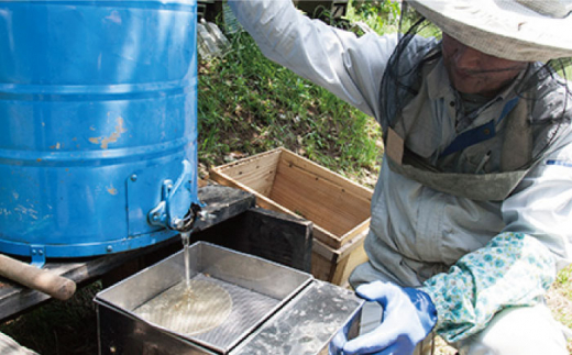 【全6回定期便】糸島 はちみつ 520g 糸島市 / ヴァンベールフーズ /百花 / 蜂蜜 [AFJ006] 蜂蜜 はちみつ ハチミツ 国産 非加熱 無添加 紅茶 日本蜜蜂