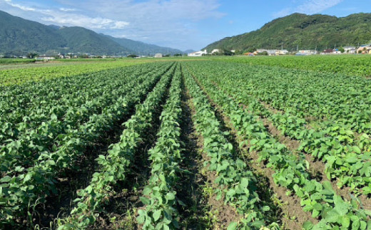 【全12回定期便】【糸島育ち】百笑 納豆 20パック 糸島市 / 百笑屋 [ABF043]