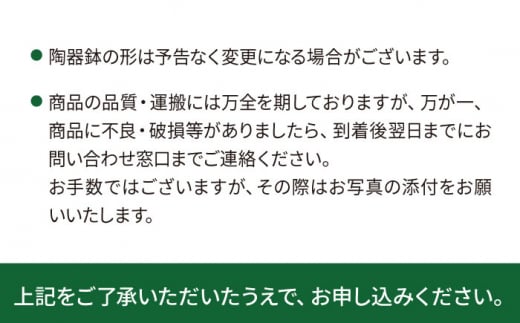 幸せを呼ぶ木『 ガジュマル 』  糸島市  / cocoha [AWB022] 観葉植物 インテリア グリーン 室内