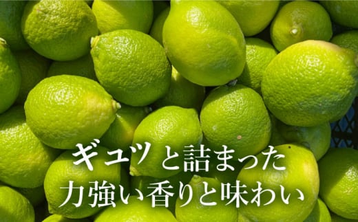 【防腐剤・ワックス不使用】糸島れもん A 3kg（30個前後） 糸島市 / 株式会社 糸島れもん [AYL001]