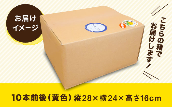 【先行予約】糸島 トウモロコシ 『もきっこ』 黄 （10本前後 ）【2025年6月下旬以降順次発送】 糸島市 / 内田農業 [AZH001]