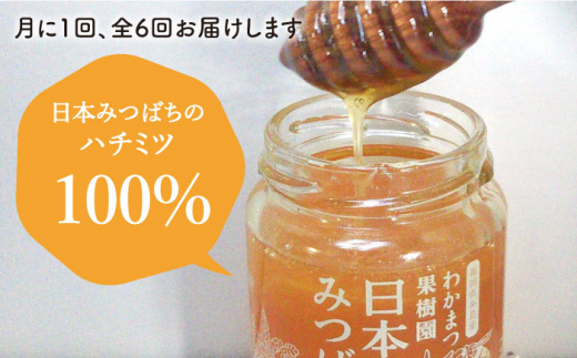 【全6回定期便】わかまつ 果樹園 の 日本 蜜蜂 の はちみつ 2コ セット 100％ PURE RAW 糸島市 / わかまつ農園 [AHB036]