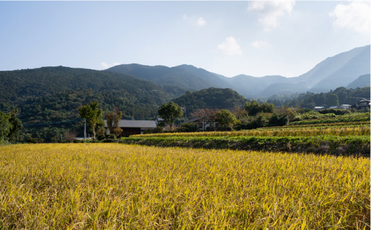 【全6回定期便】 とくべつ の中の とくべつ 糸島 特別栽培米 5kg （ 夢つくし ） 糸島市 / 株式会社やました [ARJ007]