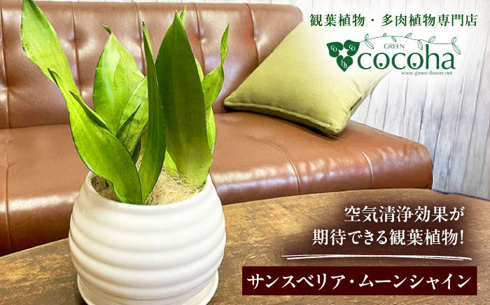 マイナスイオン発生植物！シルバーリーフ 『サンスベリア・ムーンシャイン』 ボーダーボールポット付 糸島市 / cocoha 観葉植物 グリーン 緑 インテリア [AWB045]