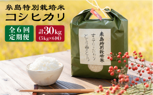 【全6回定期便】 とくべつ の中の とくべつ 糸島 特別栽培米 5kg （ コシヒカリ ） 糸島市 / 株式会社やました [ARJ006]