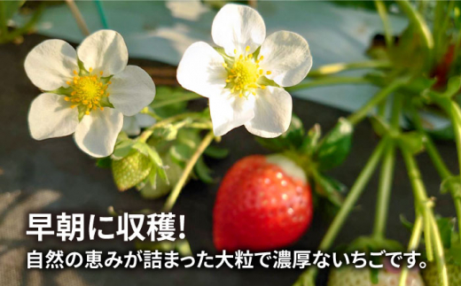 【全2回定期便】【農家直送！】 糸島産 あまおう 280g×4パック (GおよびSサイズ) 【先行予約受付中・2025年1月下旬以降順次発送】 糸島市 / 後藤農園 いちご 福岡 [AML007]