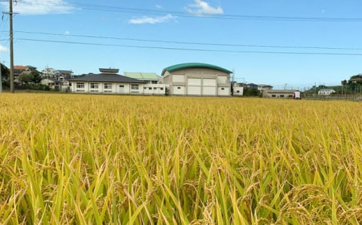 糸島産 ひのひかり 2kg 糸島市 / 糸島ファーム青空 [ASM001] 白米 ヒノヒカリ