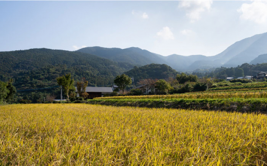 【全12回定期便】糸島 で 農薬 を使わずに育てた 山つき 糸島米 5kg （ コシヒカリ ） 糸島市 / itoshimacco / 株式会社やました [ARJ036]