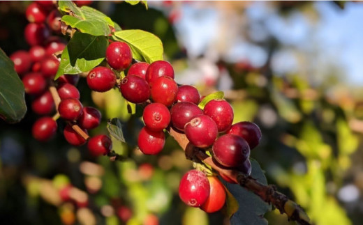 中煎り コーヒー 豆 ウニドスブレンド 250g × 2袋 （ 豆 ・ 粉 選べます ）《糸島》 【COFFEE UNIDOS】 [AQF012]