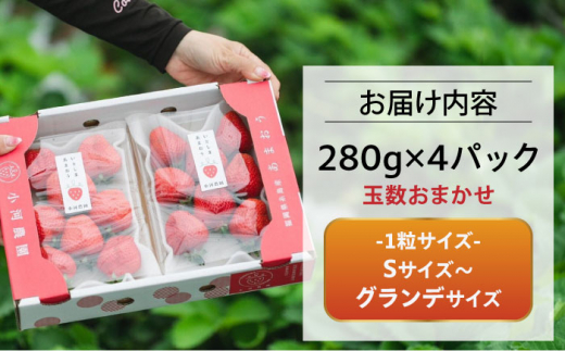 農家直送！ 糸島産 完熟あまおう 280g×4パック (S-Gサイズ) 糸島市 / 小河農園 フルーツ いちご 苺 [AJN004]