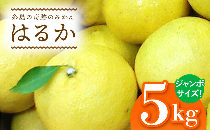 爽やかに甘い！ 糸島産 「はるか」 ジャンボサイズ 約5kg（3L-4Lサイズミックス）糸島市 / 二丈赤米産直センター [ABB031]