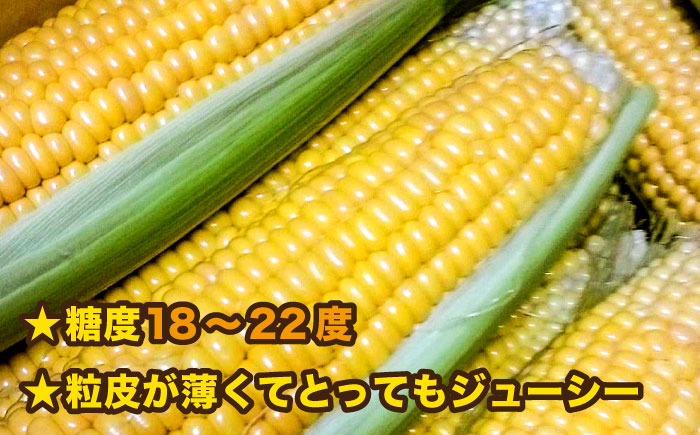 糸島産 トウモロコシ 「もきっこ」 黄 (5本前後) 糸島市 / 内田農業 とうもろこし コーン [AZH004]