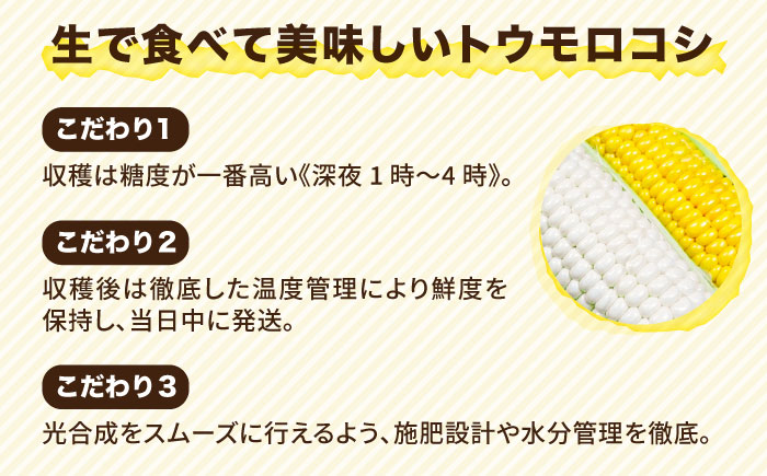 【先行予約】 糸島 トウモロコシ 『もきっこ』 白 黄 ミックス （10本前後 ）【2025年6月下旬以降順次発送】 糸島市 / 内田農業 [AZH003]