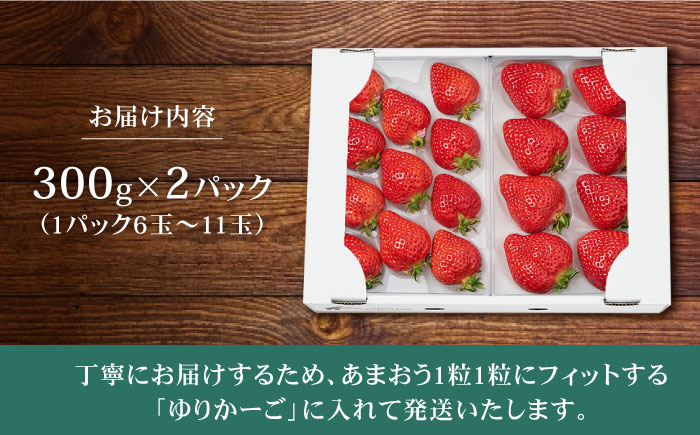 【その日一番のあまおうを即日出荷！】 本格 あまおう (300g×2パック) いちご 苺 糸島市 / みのりのりん [ABD002]