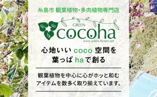 マイナスイオン発生植物『 サンセベリア ・ グリーンハニー 』  糸島市  / cocoha [AWB033] 観葉植物 インテリア グリーン 室内