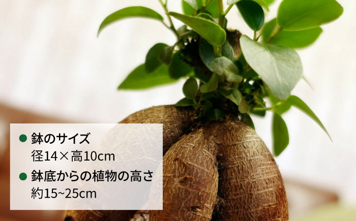 幸せを呼ぶ木『ガジュマル』　エッジボールポット 糸島市 / cocoha / 観葉植物 グリーン 緑 インテリア [AWB038] 観葉植物 緑 グリーン 暮らし インテリア 植物 鉢 おしゃれ 室内 ギフト