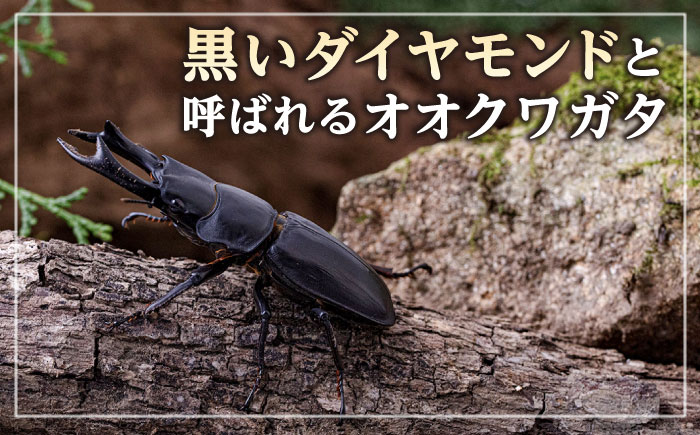 オオクワガタ ペア (Sサイズ)　糸島市 / 糸島クワガタの森 昆虫 ペット [AUN002] クワガタ オオクワガタ  クワガタムシ 昆虫 ペット 虫 生体 国産 ペア 成虫