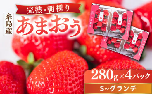 【2025年2月中旬以降順次発送】 農家直送！ 糸島産 完熟あまおう 280g×4パック (S-Gサイズ) 糸島市 / 小河農園 フルーツ いちご 苺 [AJN004]