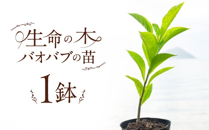 バオバブの苗 糸島市 / バオバブ・サンライズ 植物 苗 [AJR001]