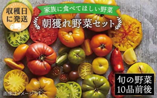 朝採れ！ 糸島 野菜 セット （ 10品 前後 ） 《糸島》【オーガニックナガミツファーム】 [AGE003]