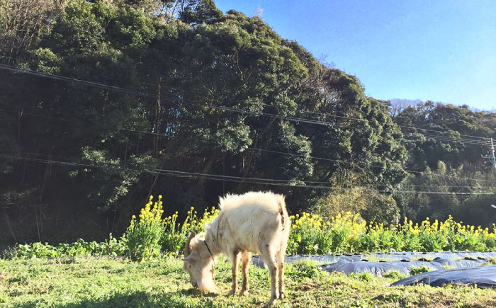 枝豆 1kg 冷凍 旬の時期に急速冷凍 【福岡県糸島産】 糸島市 / オーガニックナガミツファーム 野菜 えだまめ [AGE052]