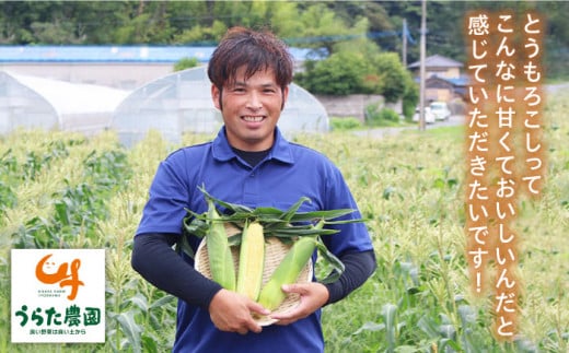 果物 みたいに 極甘 ！ 早朝 収穫 とうもろこし Lサイズ (300g)×20本 糸島市 / 有限会社ウラタ農園 [ALI002]