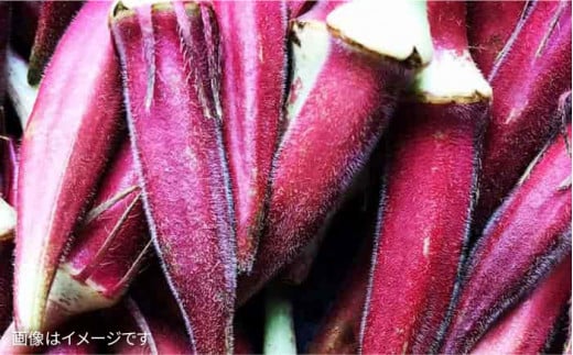 【 全6回 定期便 】【 農薬・化学肥料 不使用 】こだわり 野菜 セット （ 8品 前後 ） 《糸島》【オーガニックナガミツファーム】 [AGE017]