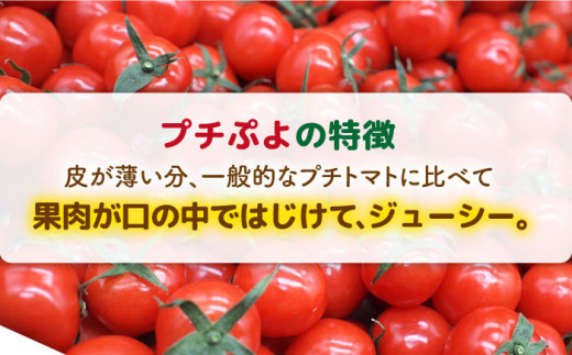 【先行予約】ミニトマト （ プチぷよ ） 1kg×2箱 （2kg） 【2024年10月以降順次発送】 糸島市 / かわぞえ農園 ぷちぷよ トマト [AAM002]