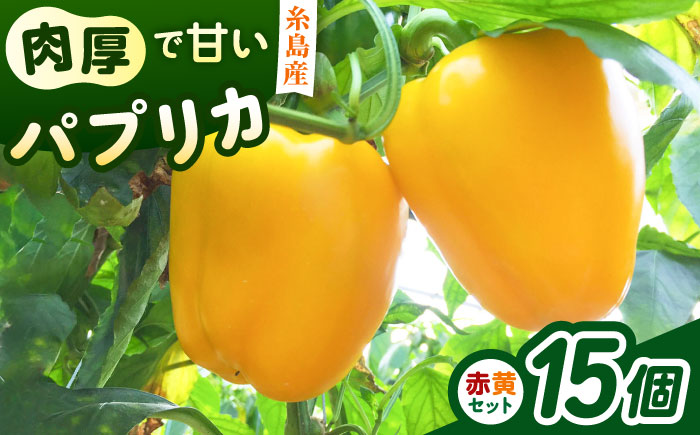 糸島産 肉厚 パプリカ 15個 福岡県  糸島市 / シーブ [AHC032] 野菜 ピーマン 野菜 やさい パプリカ ピーマン 肉厚 生 ピクルス マリネ 肉詰め