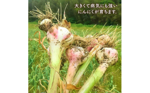 にんにく 500g 数量限定 糸島市 / 爽風農園 / いとしまごころ [AHZ001]