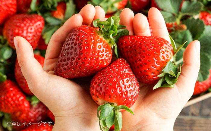 糸島産 あまおう 1箱（800-900g） 糸島市 / 平山農園 [AXN003] あまおう いちご 苺 フルーツ 果物 期間限定 季節限定 贈答用 化粧箱