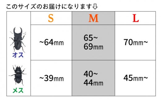 オオクワガタ ペア (Mサイズ)　糸島市 / 糸島クワガタの森 昆虫 ペット [AUN003]