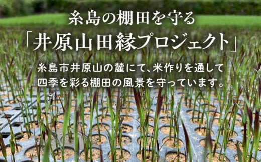 【新米先行予約】田縁黒米（でんえんくろまい）300g×3パック 【2024年11月以降順次発送】糸島市 / NPO法人田縁プロジェクト 古代米 黒米 米 ご飯 [ATM003]