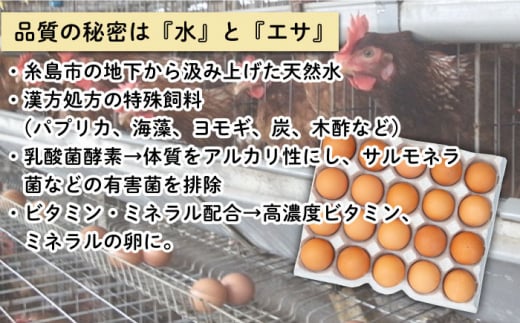 《月2回 × 20個 1ヶ月コース》 てつやとのりこの玉子  全2回定期便 糸島市 / 板垣ファーム  卵 たまご 玉子 鶏卵 卵かけご飯 便利 定期便 定期購入  [AWD011]