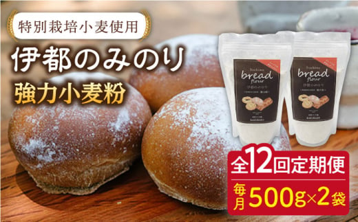 【全12回定期便】特別栽培 小麦 使用 伊都 の みのり( 500g × 2袋 )糸島市 / 天然パン工房楽楽【いとしまごころ】 [AVC068]