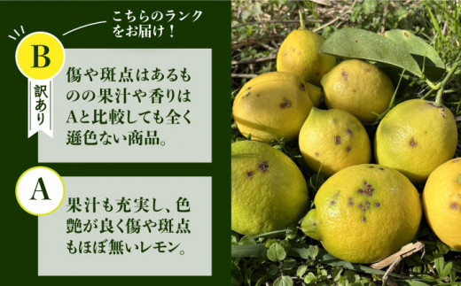 【防腐剤・ワックス不使用】【訳あり】糸島れもん B 3kg（30個前後） 糸島市 / 株式会社 糸島れもん 国産 レモン [AYL002]