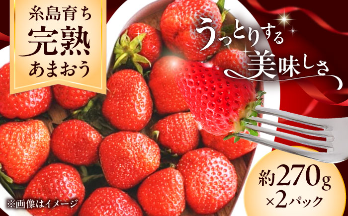 【先行予約】福岡県 糸島市産 完熟 あまおう いちご （約270g×2パック） 【2026年4月以降順次発送】 糸島市 / mhshops / 苺 イチゴ [AKQ001]