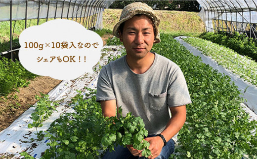 糸島産 パクチー 1kg （100g×10袋） 糸島市 / MURA FARM [AFD002]