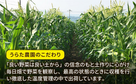 果物 みたいに 極甘 ！ 早朝 収穫 とうもろこし Lサイズ (300g)×20本 糸島市 / 有限会社ウラタ農園 [ALI002]